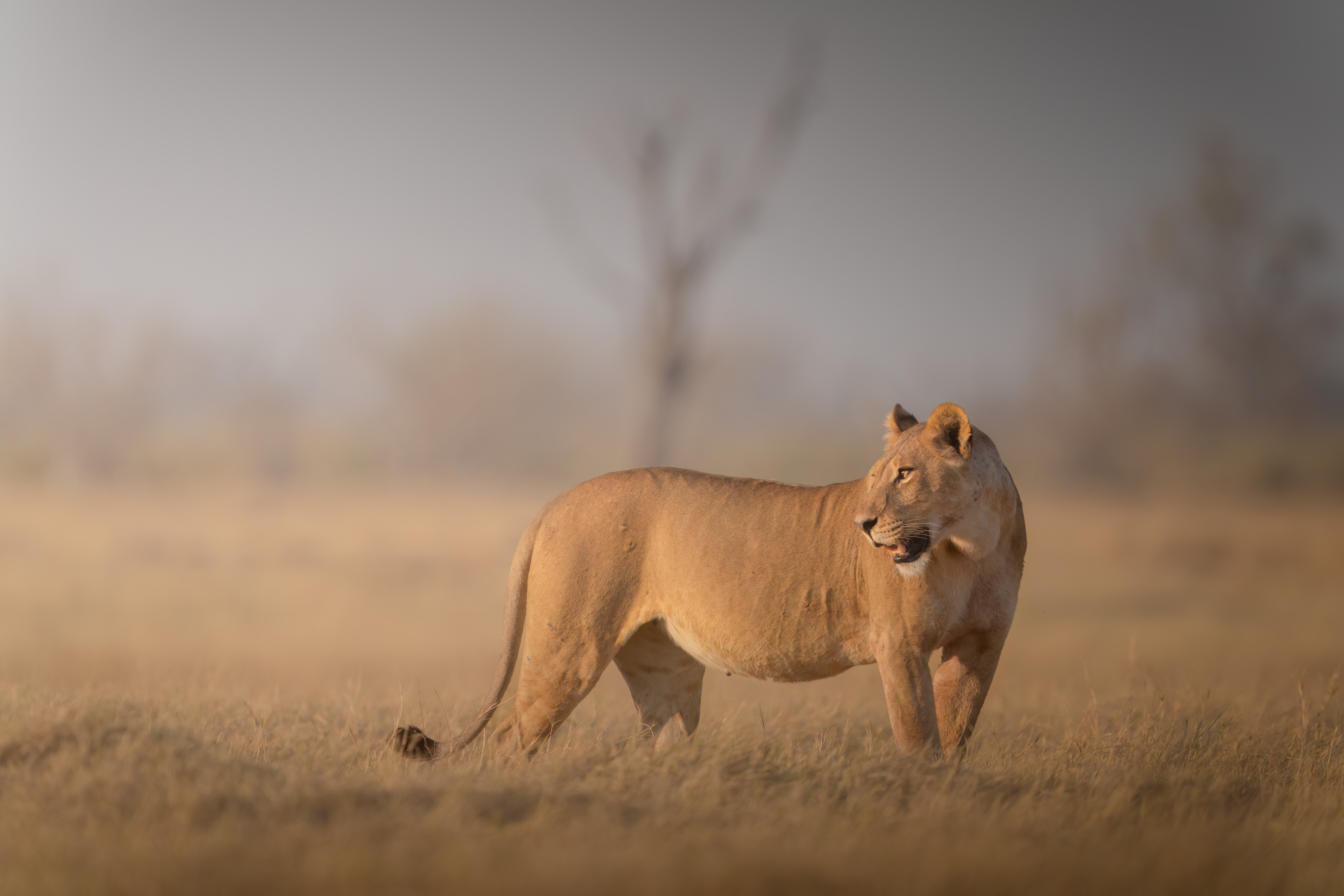 Wildlife Safaris